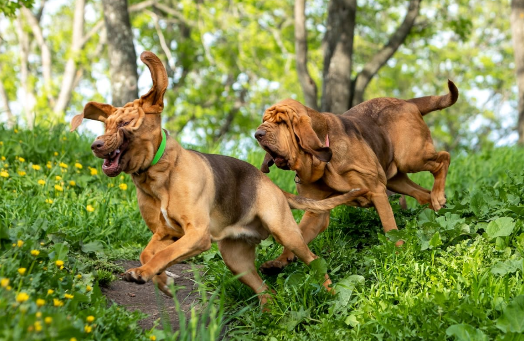 Joggers Become “Hunted” in This Wild Bloodhound Chase