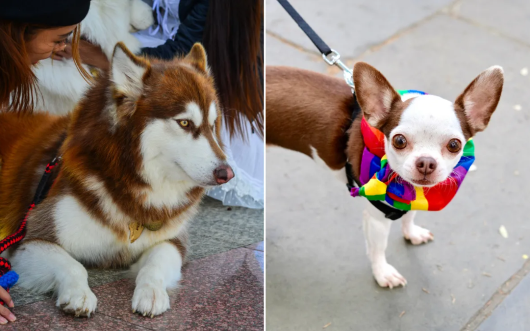 Husky Meets Chihuahua Magic… The Puppy Mix No One Expected