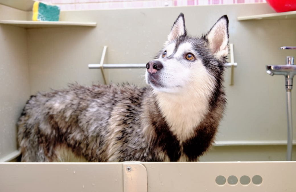 This Stray Husky Couldn’t Stay Awake Once Love Found Him