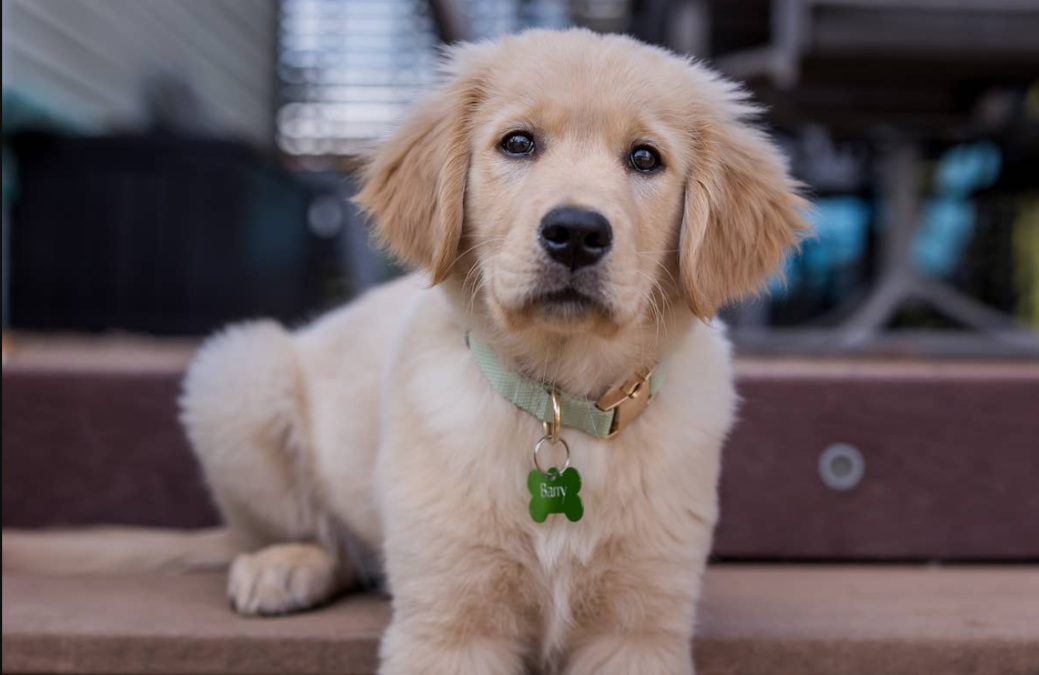 The Innocent Puppy Who Might Be Too Smart Already