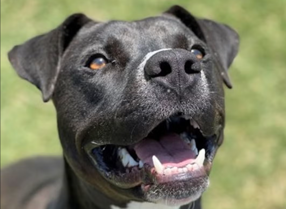 The Shelter Dog Who Gives Everything—Still Waiting for One Chance