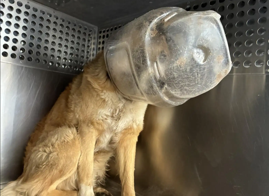 Trapped… Then He Did the One Thing No One Expected