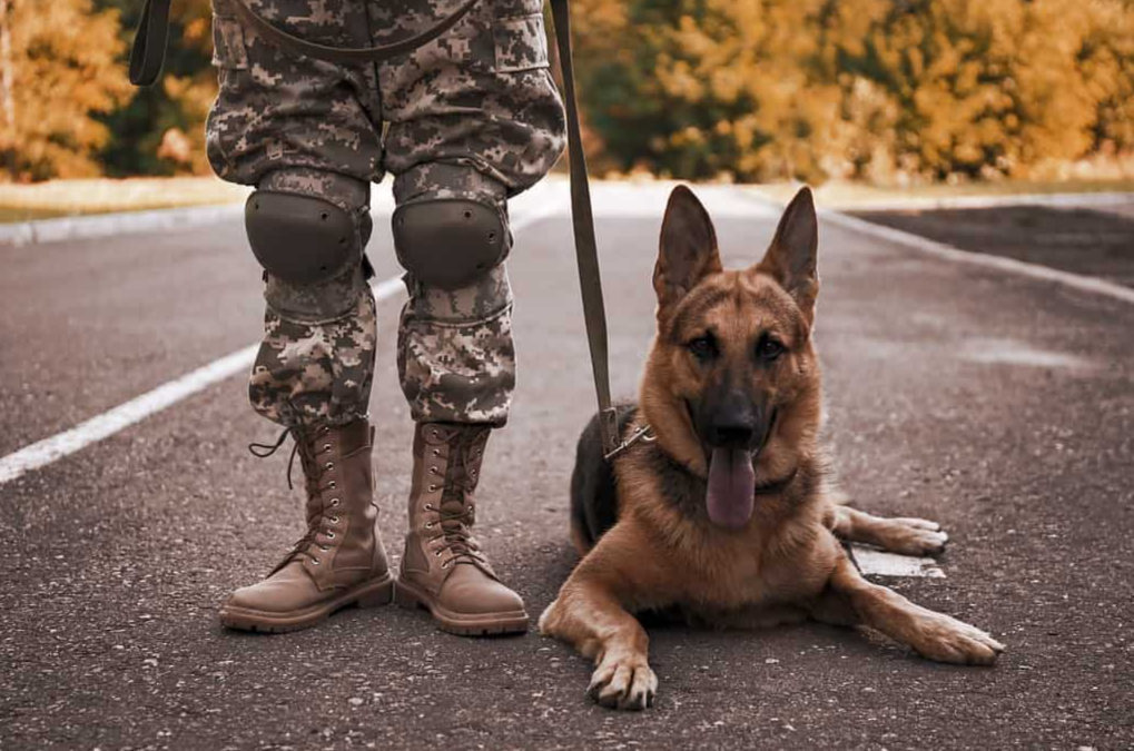 Loyal, Brave, Unforgettable: Why Military Dogs Deserve Our Honor