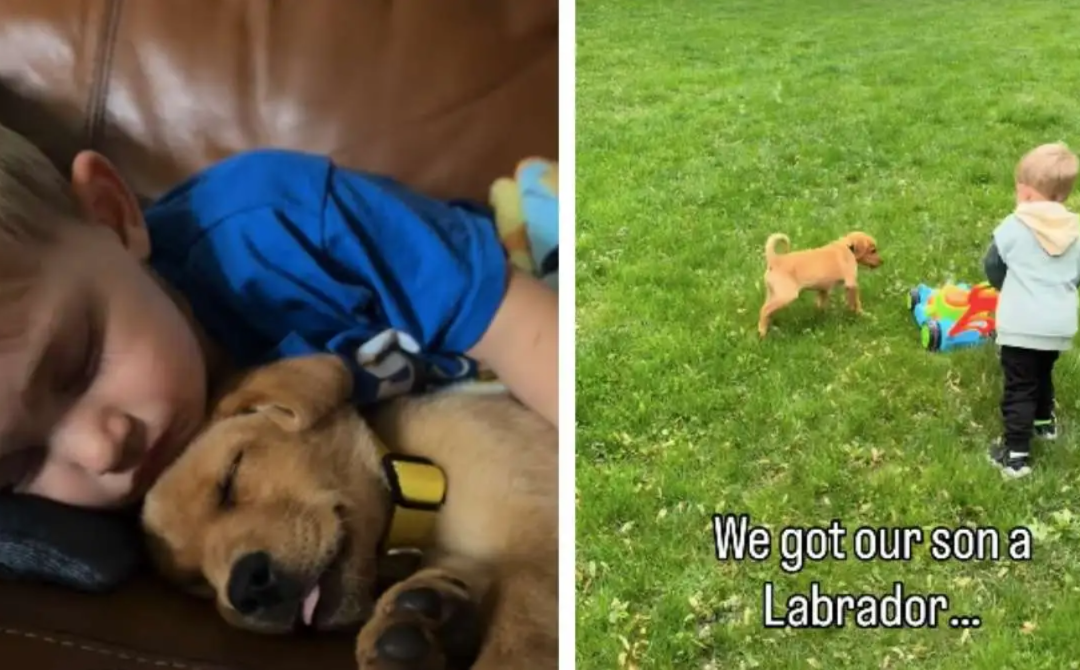 A Boy, a Dog… and the Moment Friendship Began