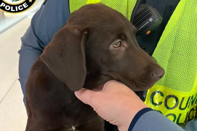 A Labrador Puppy Abandoned at Departures