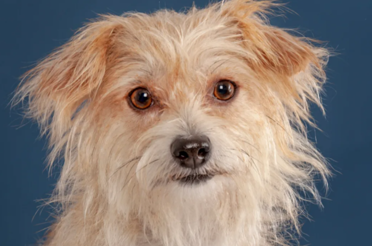 Rescue Dog Goes from Sweet to Opinionated