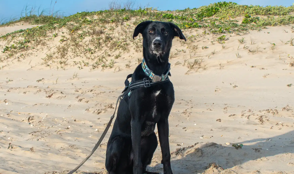 He Was Once Lost… Now He Protects the Ocean