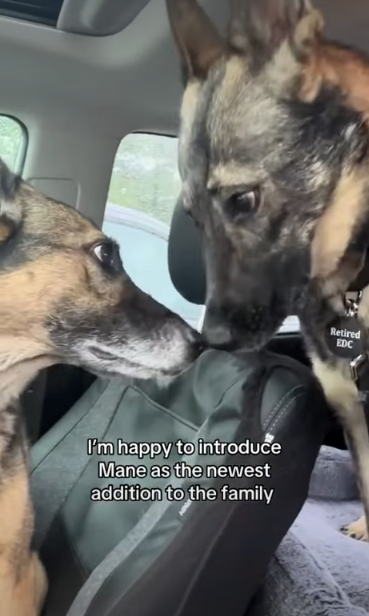 Retired Bomb Squad Dog Meets Her Mini Me