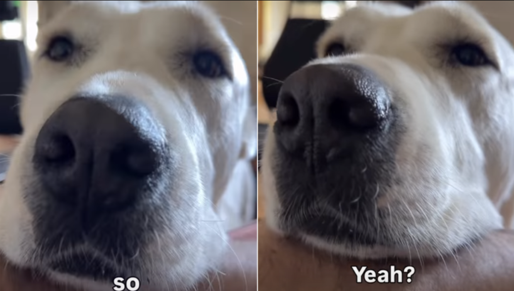 Puppy Eyes That Win Every Time