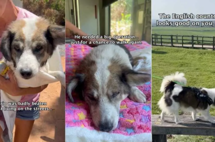 He Couldn’t Walk… Now He’s Running Free