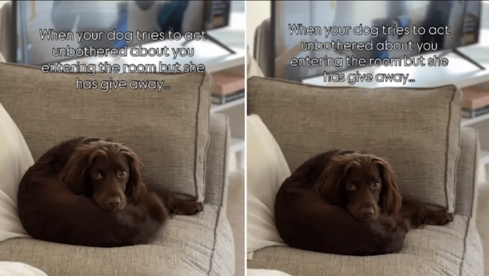 She Played It Cool… But Her Tail Told the Truth