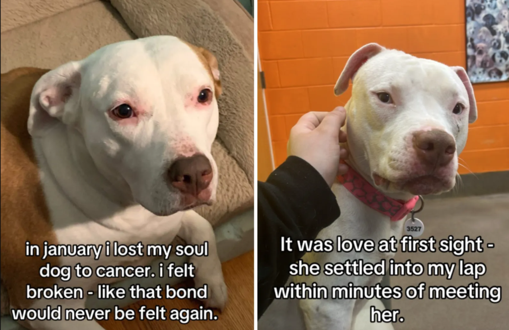 He Lost His Best Friend… Then Saw Her Again in Another Dog