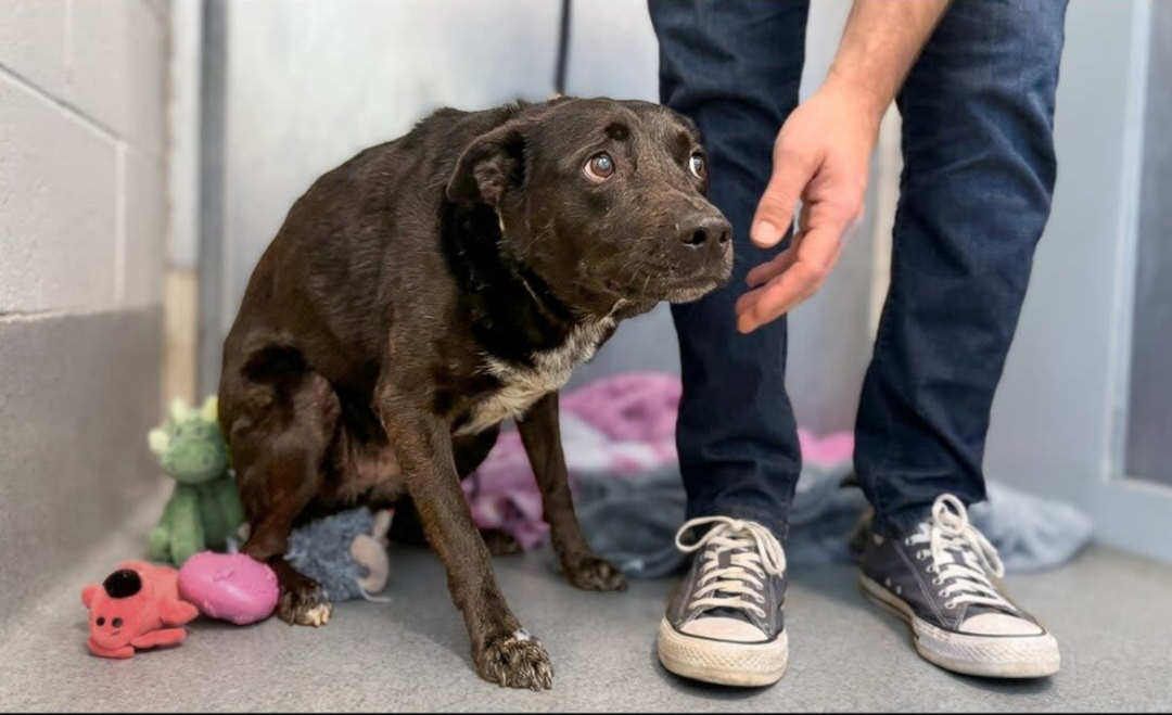 He Didn’t Move… Until Love Showed Up