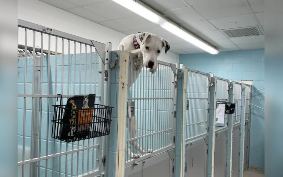 He Saw the Photo… and Knew That Dog Was Meant for Him