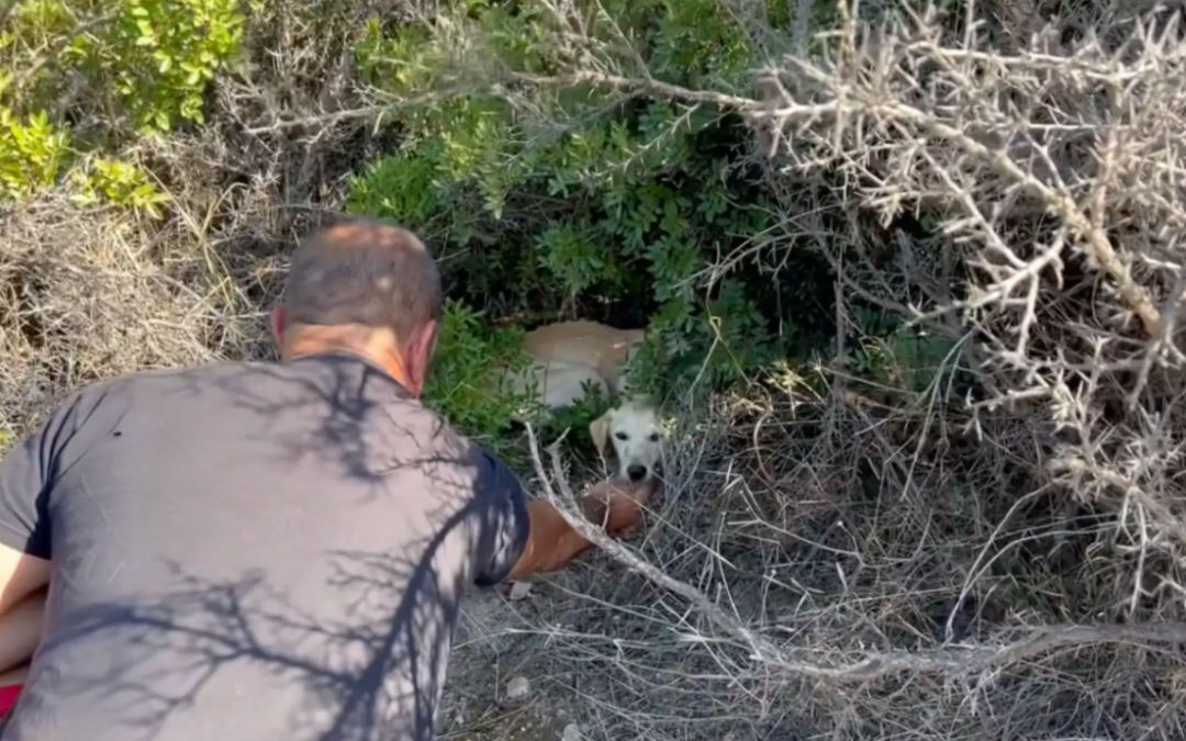 She Was Just Bones… Hidden Under Bushes