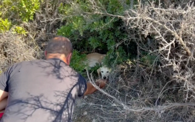 She Was Just Bones… Hidden Under Bushes