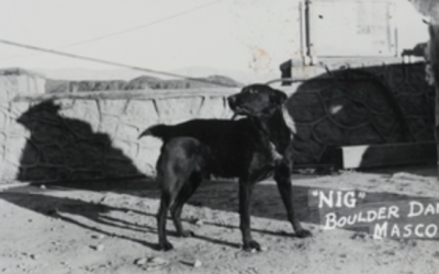 The Dog Who “Owned” Hoover Dam… The Story of Nig