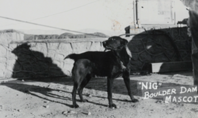 The Dog Who “Owned” Hoover Dam… The Story of Nig