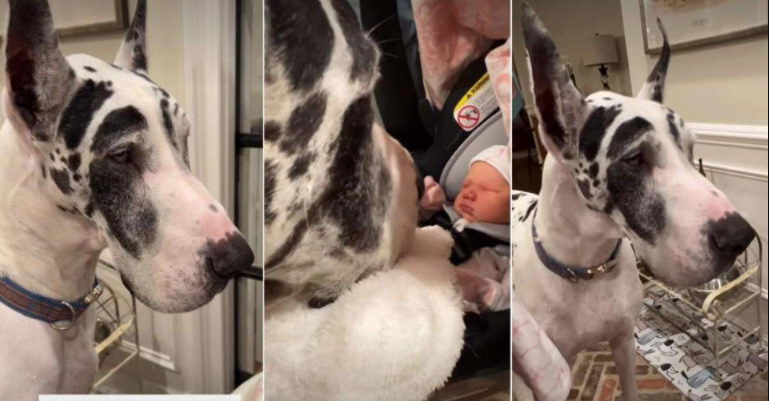 Big Dog Meets Baby Niece for the First Time and It’s Melting Hearts