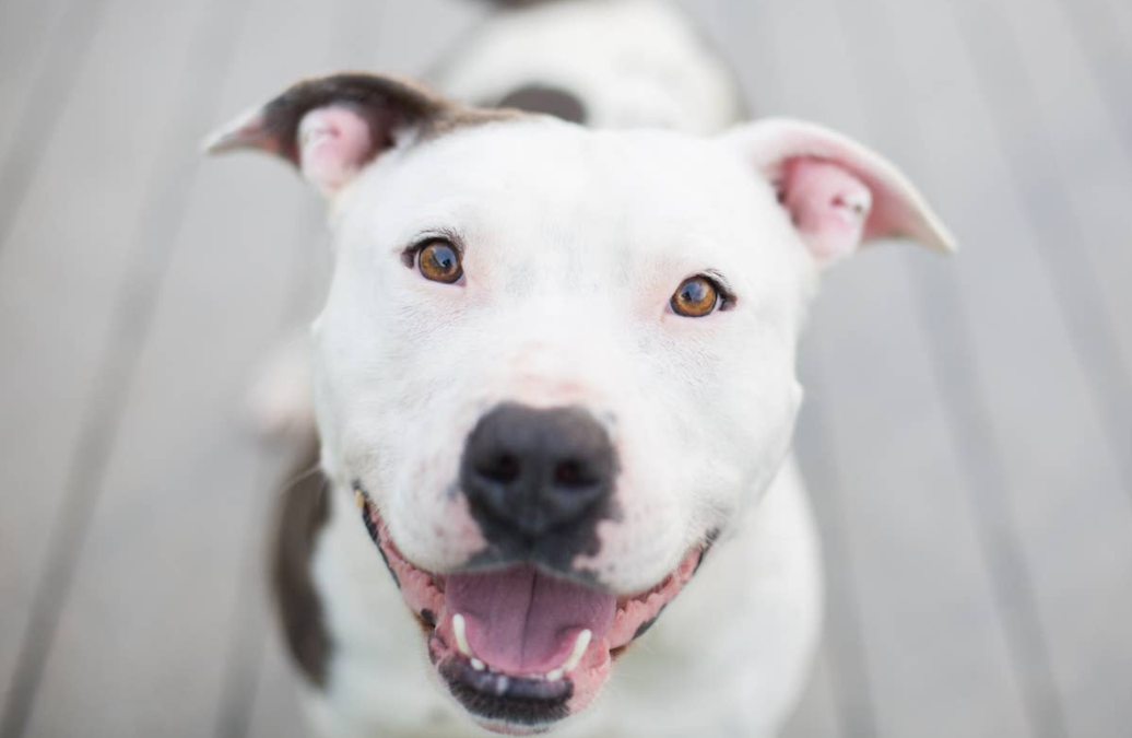 A Rescued Bulldog Finally Finds His Voice Again