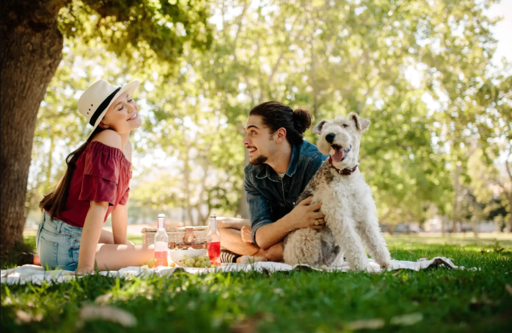 The Picnic Your Dog Will Never Forget
