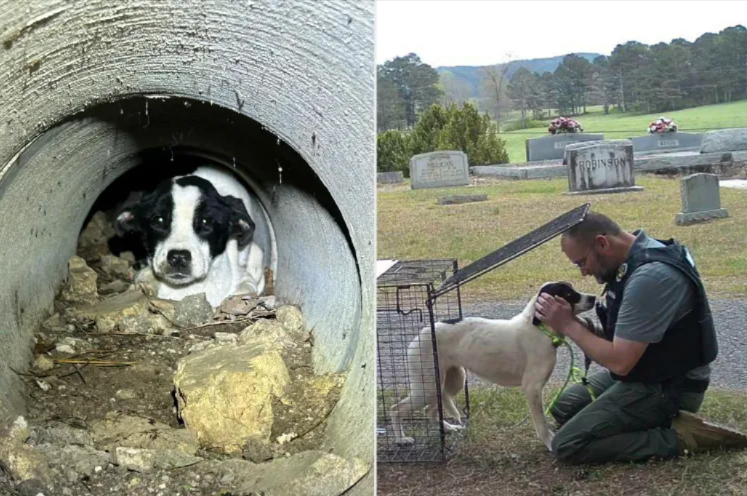 Three Dogs Found in a Cemetery… Then Everything Changed