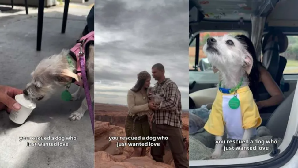 The Shelter Dog Who Didn’t Ask for Much… Just Love