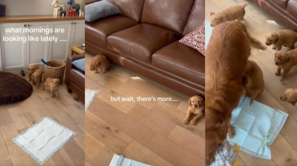 Golden Retriever Puppies Keep Popping Up—And They’re Adorable
