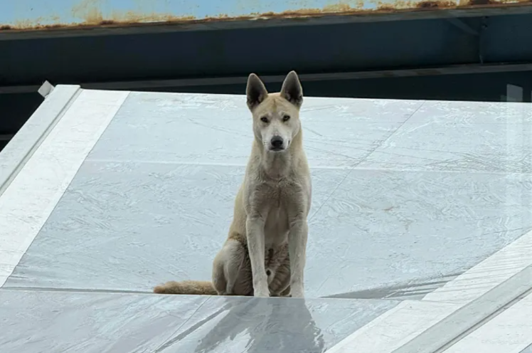 From Rooftop Rescue to Second Chance