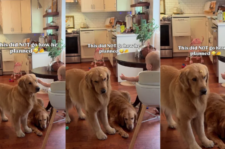 The Face of a Dog Who Just Got Denied Baby Food