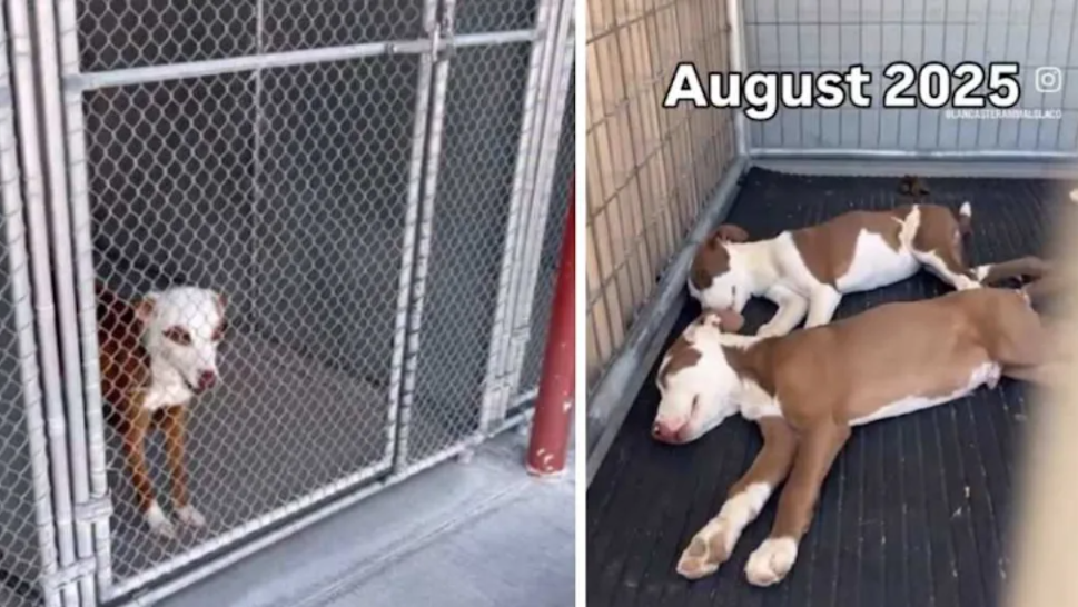 Abandoned as a Baby… Returned for a Second Chance