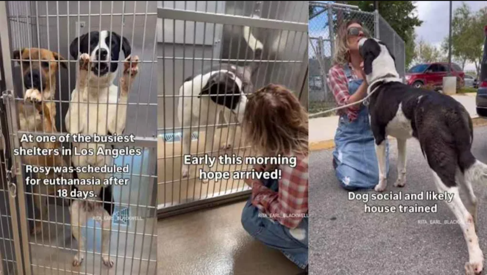The Shelter Dog Who Ran Out of Time—Then Got One More Chance