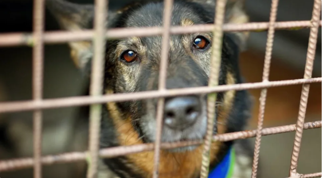 He Didn’t Stop Begging for Love… Until Someone Finally Saw Him