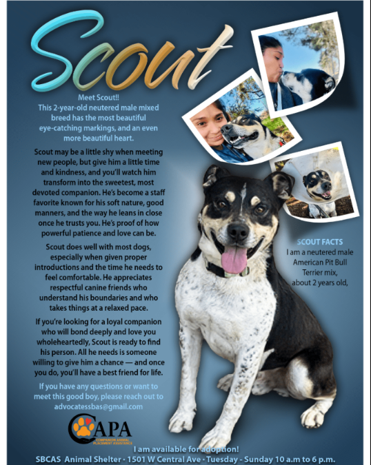 One Gentle Pup, One Big Heart, Scout Is Waiting for His Person