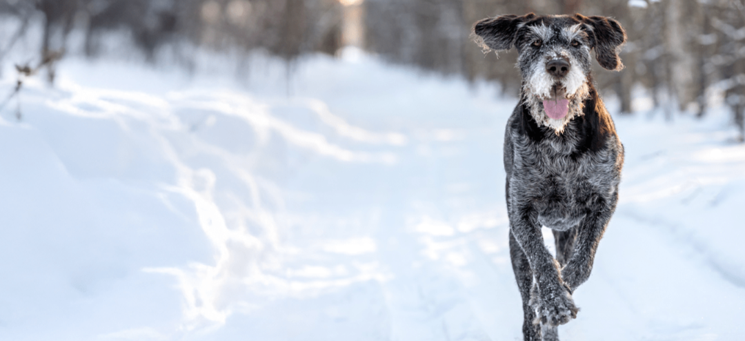 Golden Years, Healthier Days For Your Senior dogs