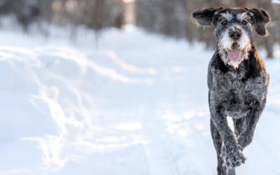 Golden Years, Healthier Days For Your Senior dogs
