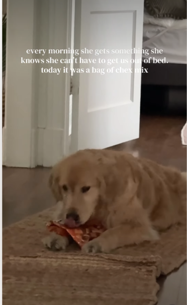 A Golden Retriever’s “Fruitful” Morning Scheme