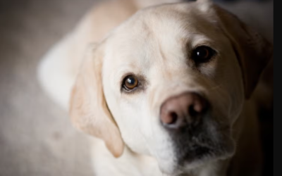 Turn Your Home Into a Dog’s Favorite Game