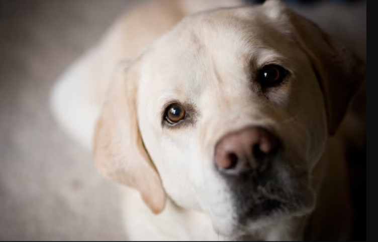 Turn Your Home Into a Dog’s Favorite Game