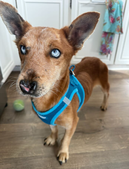 He Survived Cruelty… Then Found the Life He Deserved