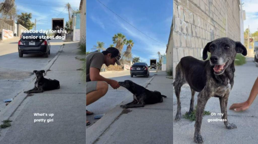 A Senior Dog Found Alone on the Street… Then Everything Changed