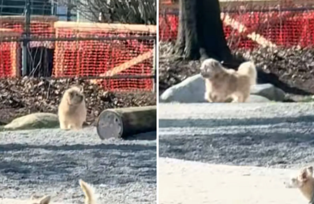 A Walk in the Park… That Broke His Heart