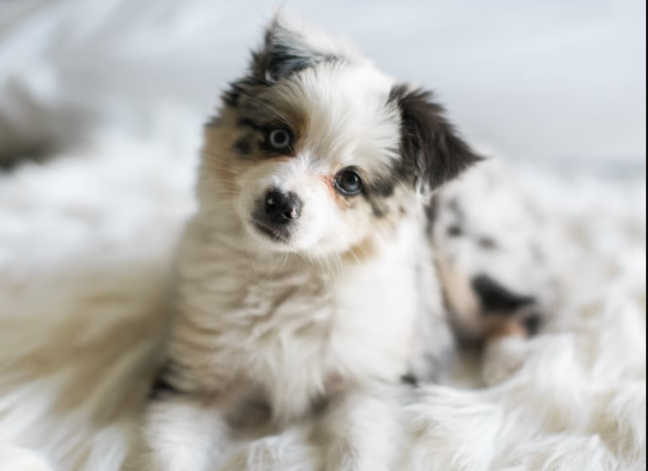 How One Small Dog Is Making a Big Emotional Impact