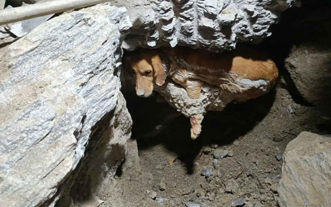 Trapped in Concrete… Then Heard and Saved