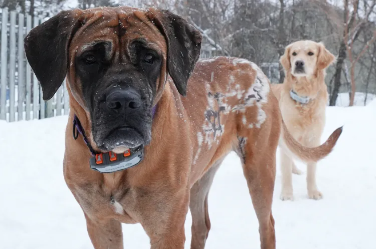 Miracle Rescue from a Dog Meat Farm