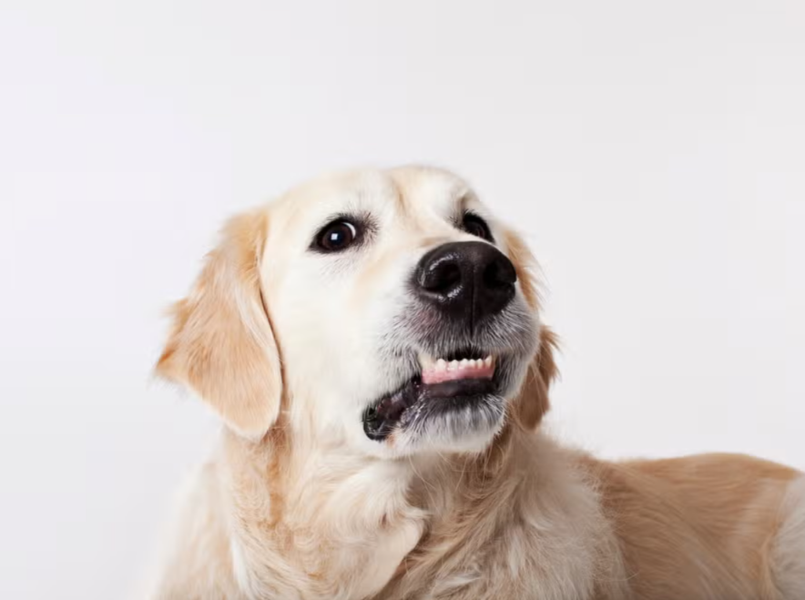 When Your Dog Is Done With Your Job