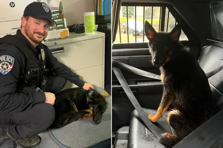 A Stormy Rescue That Turned Into a Forever Family