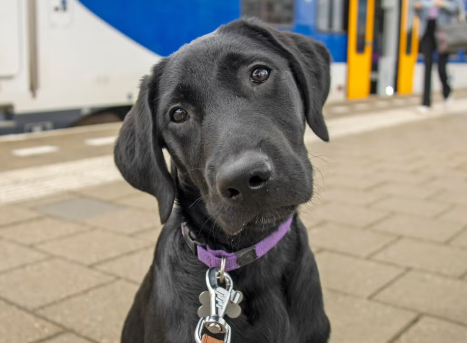 He “Flunked” Service Dog School… Then Got The Sweetest Surprise Ever