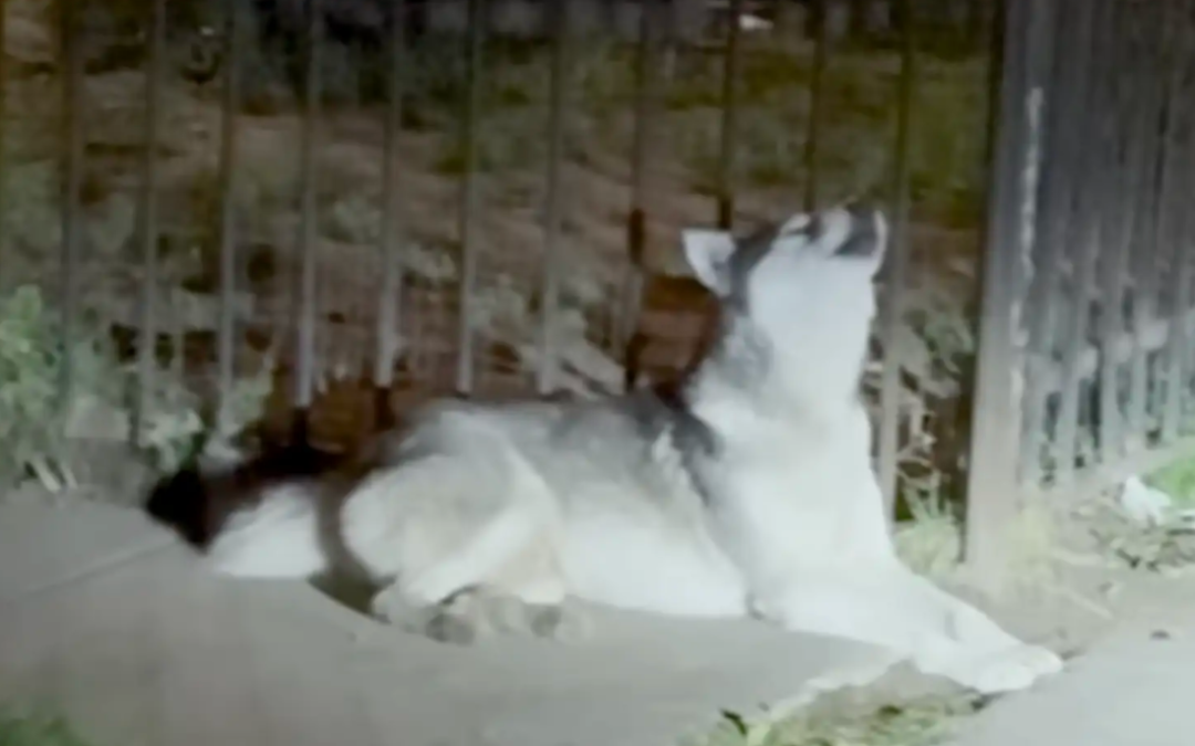 A Lonely Husky Kept Waiting Outside After His Family Disappeared Overnight