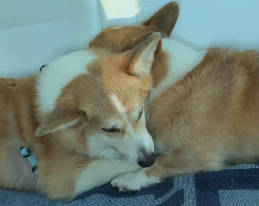 The “Grumpy” Corgi Who Did Something No One Expected